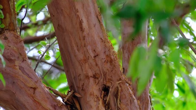 Close up footage of weaver Asia Ant 