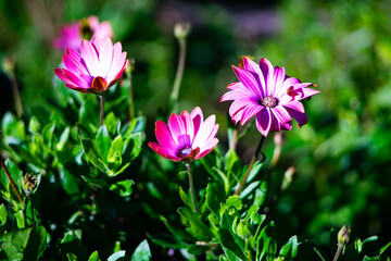 Obraz premium Pink daisy flowers blooming in summer garden close-up