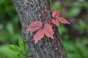 Leaves of three poison ivy vine growing up a tree in the forest on a sunny day in the spring © Ray Akey