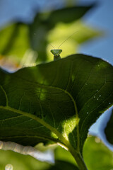 Praying mantis looking at you.