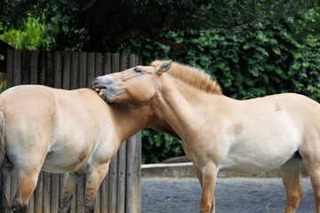 毛づくろいをする馬