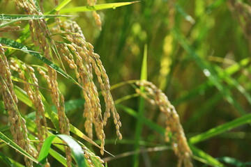 鳥取県大山町の田で実りの良い稲穂