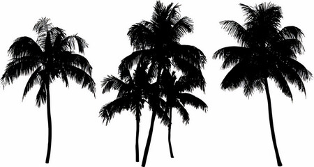 A collection of stylized black palm tree silhouettes on a white background showcasing different shapes and arrangements	