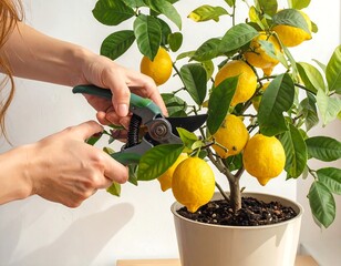 Pruning a Lemon Tree Bonsai with Care
