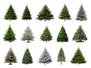 PNG Diverse evergreen trees collection, element set on transparent background