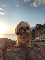 shih tzu dog is relaxing on the beach on the rocks near the sea