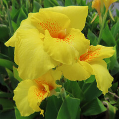 日本で夏にカンナが黄色の花を咲かせています