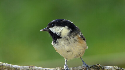 A Coal tit on a branch in a wood in UK