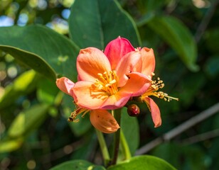Fototapeta premium Close-up of vibrant orange-pink flower