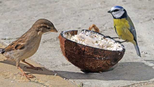 A Blue tit and a House Sparrow feeding at a Coconut Suet at a bird table in UK