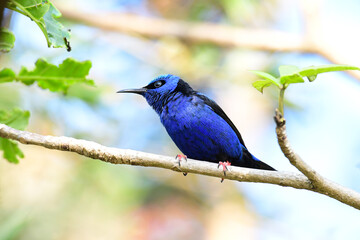 Naklejka premium A striking male Red-legged Honeycreeper perched on a branch.