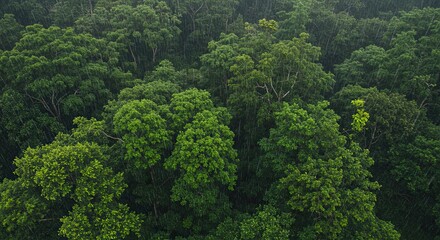 Aerial View of Lush Green Forest in Heavy Rain, Nature's Embrace.