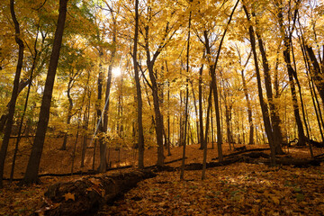 Fototapeta premium Forest during peak autumn color 