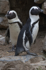 Obraz premium two penguins on the rocks