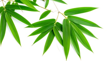Fresh green bamboo leaves (1)