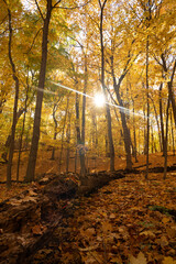 Fototapeta premium Forest during peak autumn color 