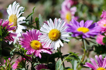Obraz premium multicolored asters in the garden