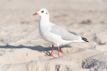 Lachmöwe am Ostseestrand im Sand
