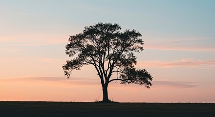 Obraz premium Solitary Tree Silhouette Against a Pastel Dawn Sky, Minimalist Landscape