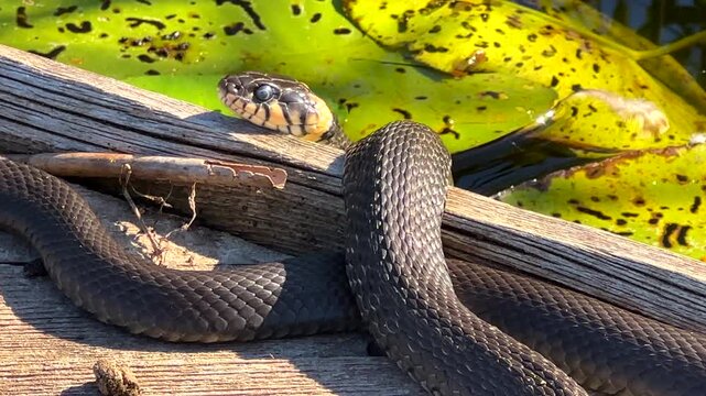 Snake on a wooden pier by the river. Eastern Brown Snake in striking. Grass snake not poisonous snake.