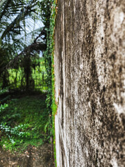 A close-up of a rough, weathered stone wall with blurred green plants and palm leaves in the background.