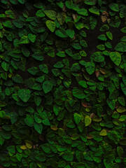 A dense layer of ivy leaves climbing and covering a dark stone wall in low light.