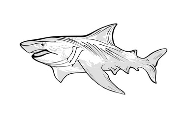 Shark Outline Sketch for Marine Life Concept. Monochrome Shark Illustration with Shading. Black and white hand drawn shark illustration with detailed fins, tail, and textured shading	