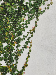 Climbing ivy on white stucco wall