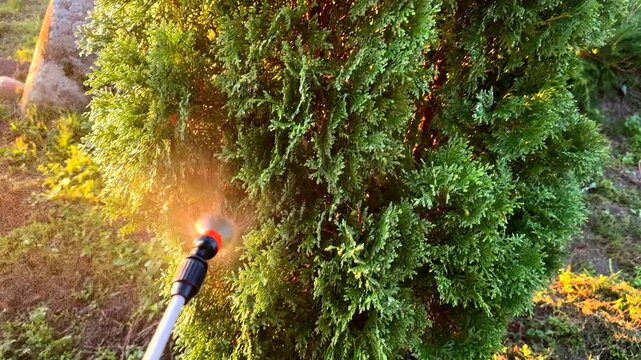 Watering juniper tree in the garden. Сonifer tree Watering on sunset. Drops on Green branch of juniper tree. Drops on Juniper bush during spray. Watering the Spruce ornamental trees on sunrise.