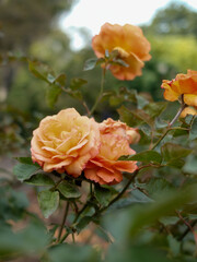 yellow roses in garden
