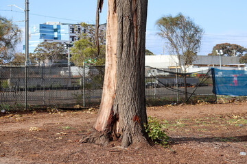 tree in barren suburban landscape