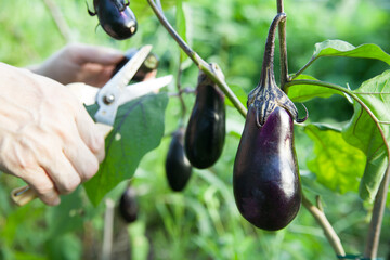 茄子を収穫する