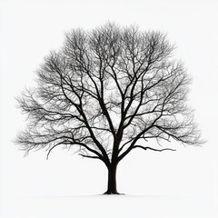 A solitary large deciduous tree with bare branches against a plain white background suggesting winter or dormancy