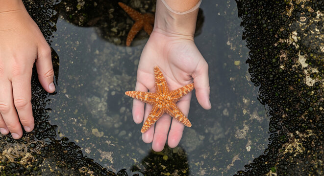 Child's hands holding a small starfish in a tide pool - Powered by Adobe