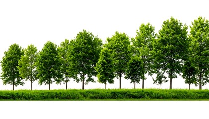 Lush Green Trees and Grass Border, Isolated on White Background