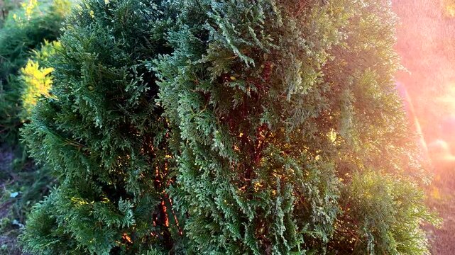 Watering juniper tree in the garden. Сonifer tree Watering on sunset. Drops on Green branch of juniper tree. Drops on Juniper bush during spray. Watering the Spruce ornamental trees on sunrise.