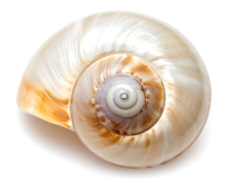 Close-up of a seashell