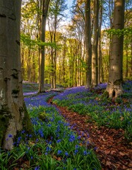 Forest floor blanketed in bluebells