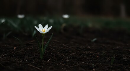 Solitary Bloom in Darkness: A delicate white flower stands alone in the subdued, quiet, mysterious setting, an emblem of beauty against a dark ground, inspiring reflection and hope.