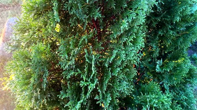 Watering juniper tree in the garden. Сonifer tree Watering on sunset. Drops on Green branch of juniper tree. Drops on Juniper bush during spray. Watering the Spruce ornamental trees on sunrise.
