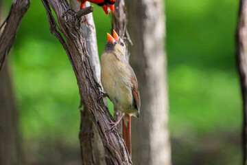 A male Cardinal feeding female Cardinal 