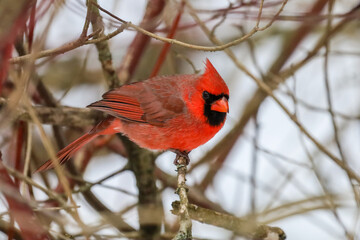 Beautiful Northern Cardinal perched on a tree branch