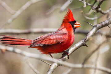Beautiful Northern Cardinal perched on a tree branch