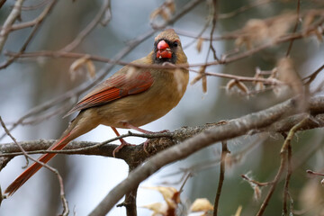 Beautiful female Cardinal perched on a tree branch