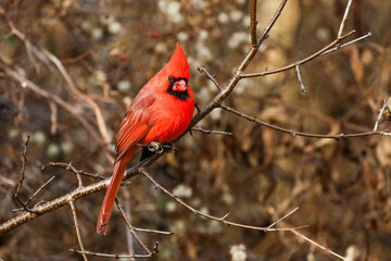 Northern Cardinal perched on a tree branch in fall