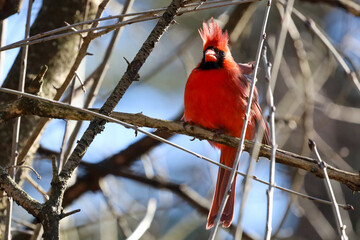 Northern cardinal perched on a tree branch