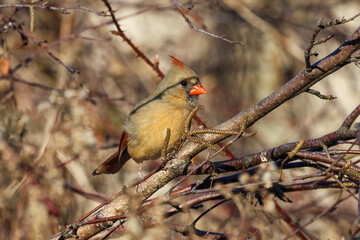 Cute female Cardinal perched on a tree branch