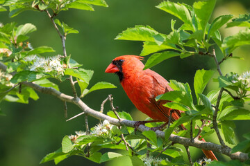 Beautiful male Cardinal and green leaves