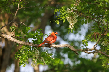 Northern Cardinal perched on a tree with green leaves