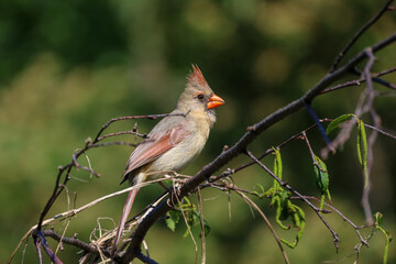Female Northern Cardinal perched on a tree branch